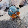 K川下流域・エビを食べるカワセミ♂若鳥