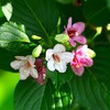 用水路・ハコネウツギ咲く