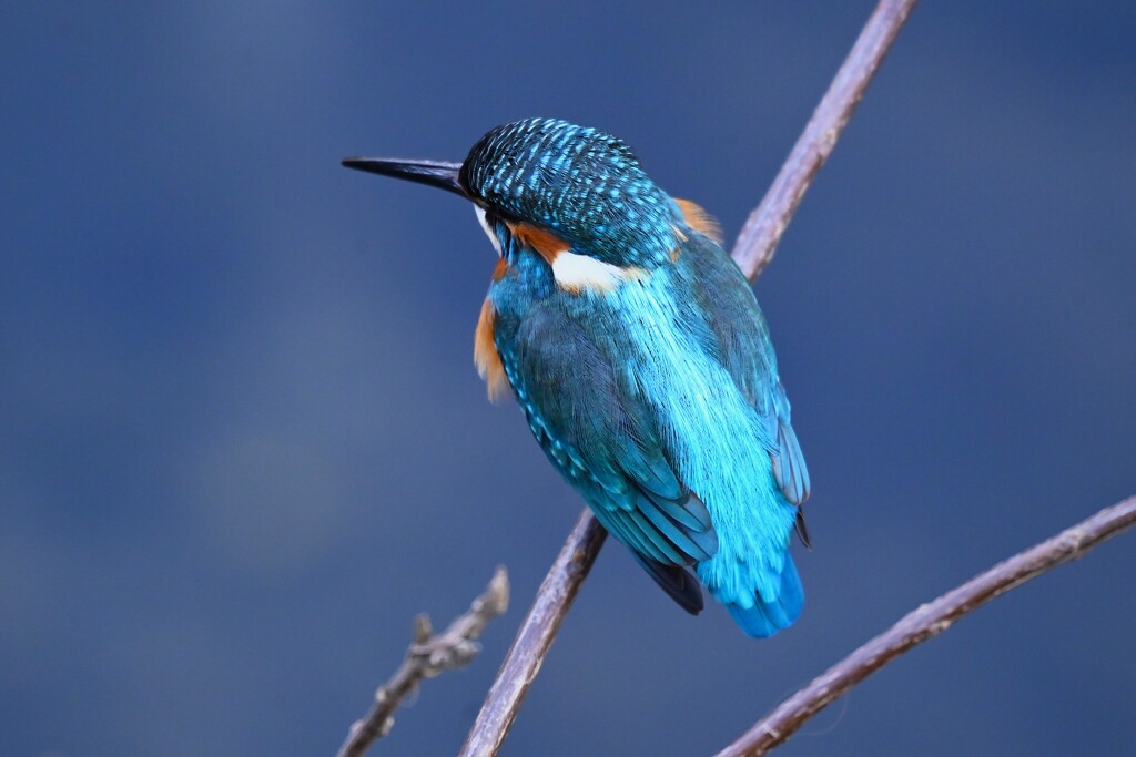都内S川・カワセミ♂
