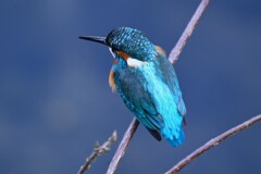 都内S川・カワセミ♂