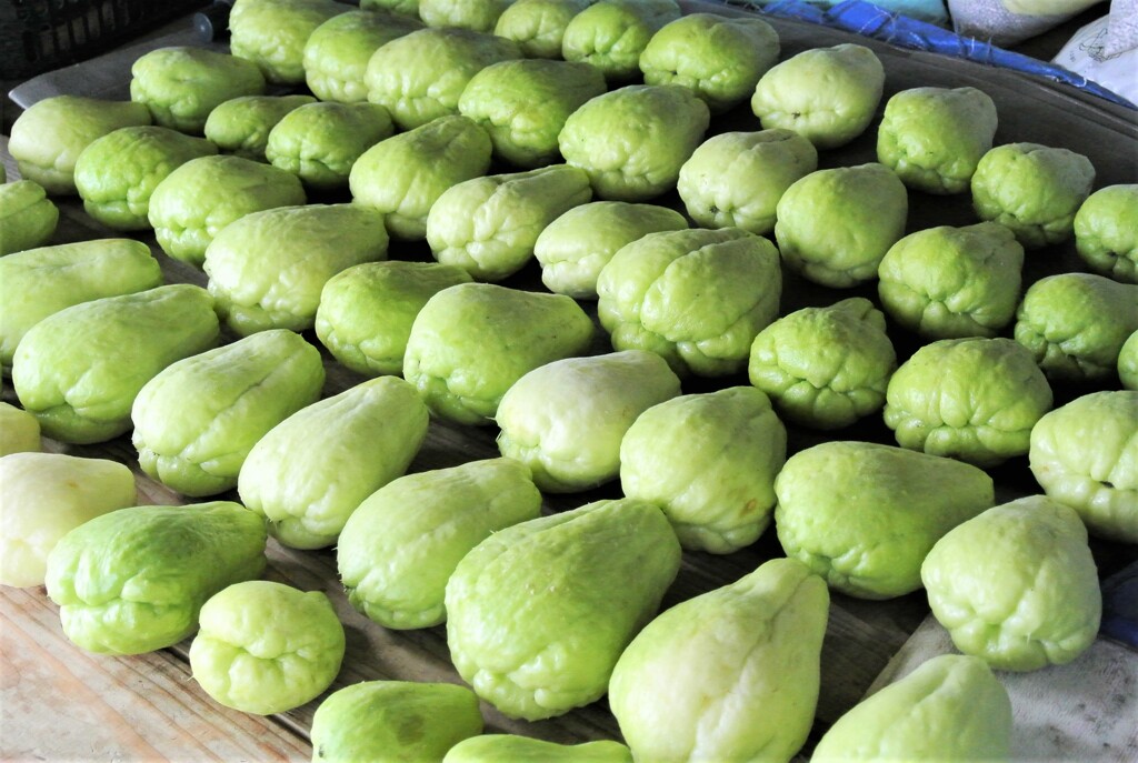 10月27日のハヤトウリ