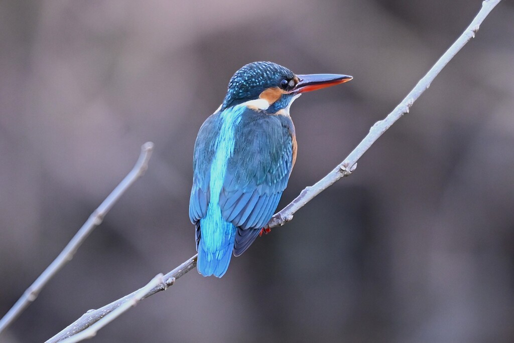 Ｋ川中流域・カワセミ♀若