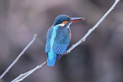 Ｋ川中流域・カワセミ♀若