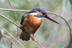 長い間アオダイショウとにらみ合うカワセミ♀