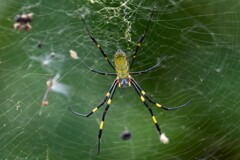 用水路・ジョロウグモ♀