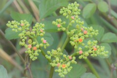 用水路散策(ヤブガラシ)