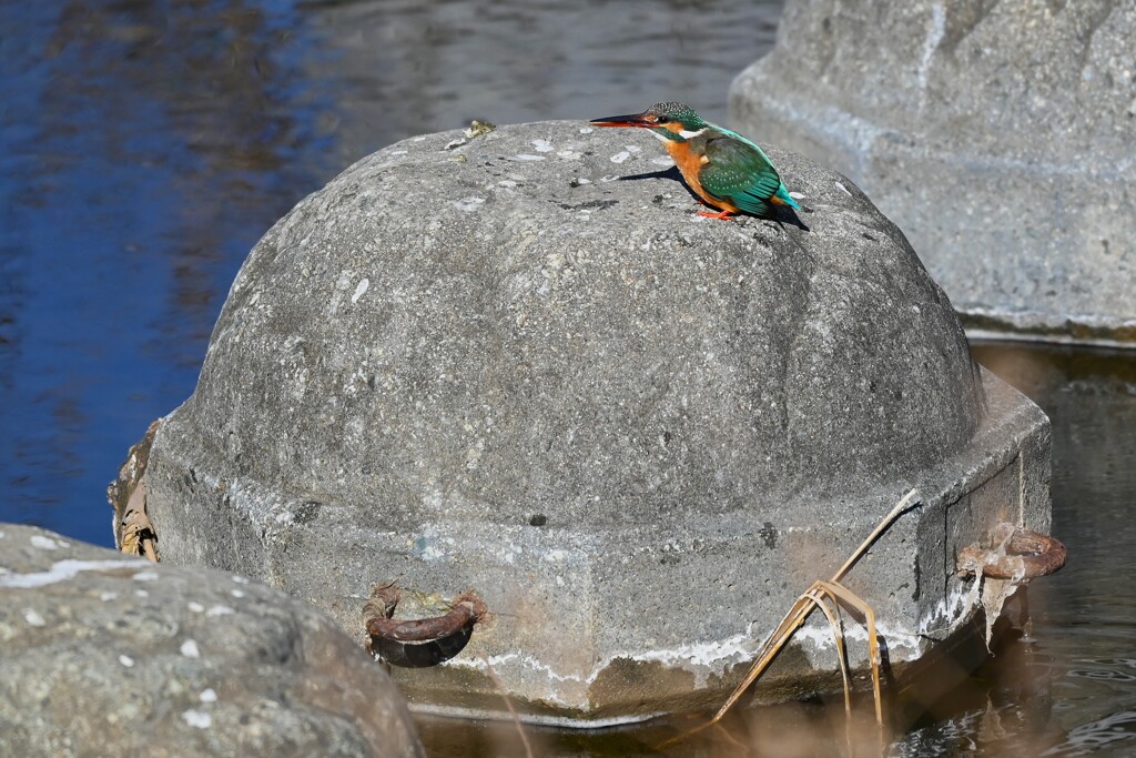 Ｋ川中流域・もう一羽のカワセミ♀ 