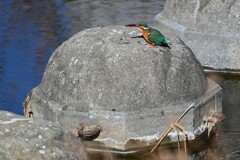 Ｋ川中流域・もう一羽のカワセミ♀ 