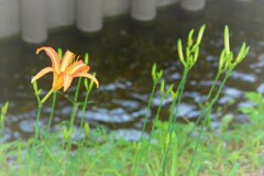 用水路散策(ノカンゾウ)