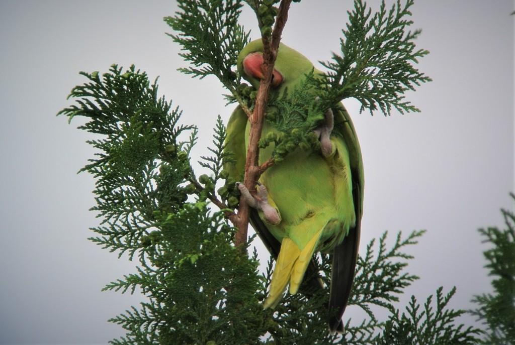 この枝を折るのかい？？インコ・・