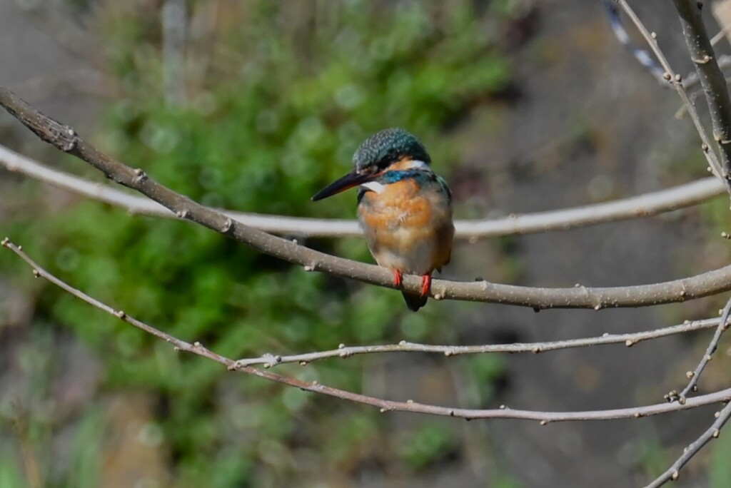 K川・久々、水溜りのカワセミ♀