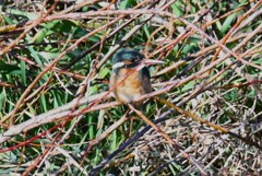 K川・水溜りのカワセミ♀
