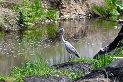 K川・お魚まだかアオサギ