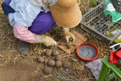 菜園・ジャガイモ、切り口殺菌