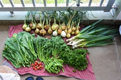 菜園・5月23日の収穫