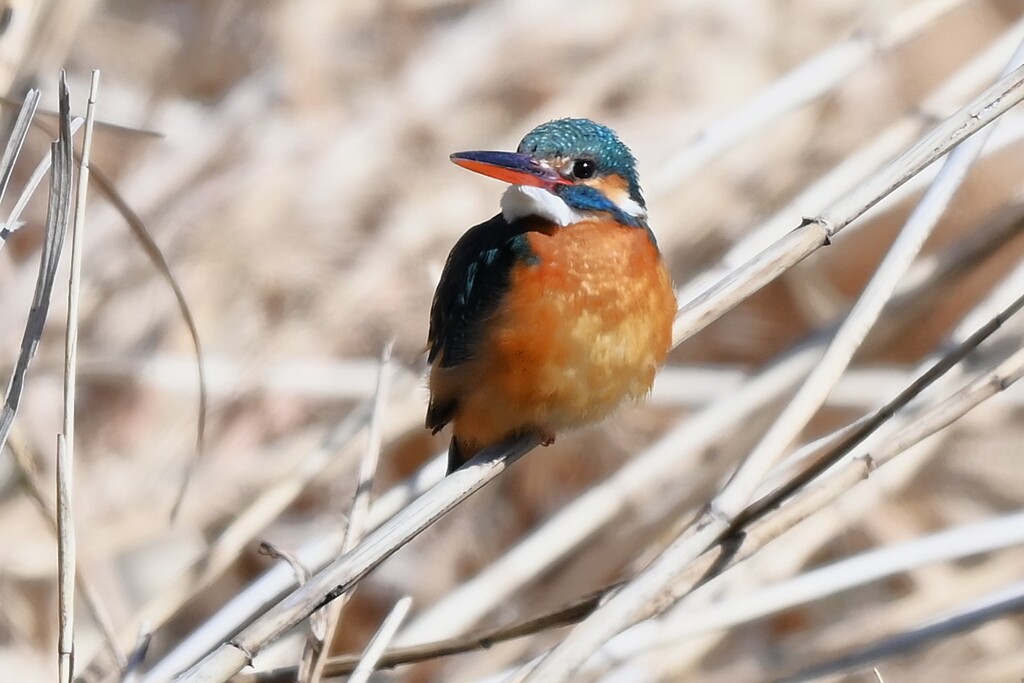 K川中流域・カワセミ♀ 