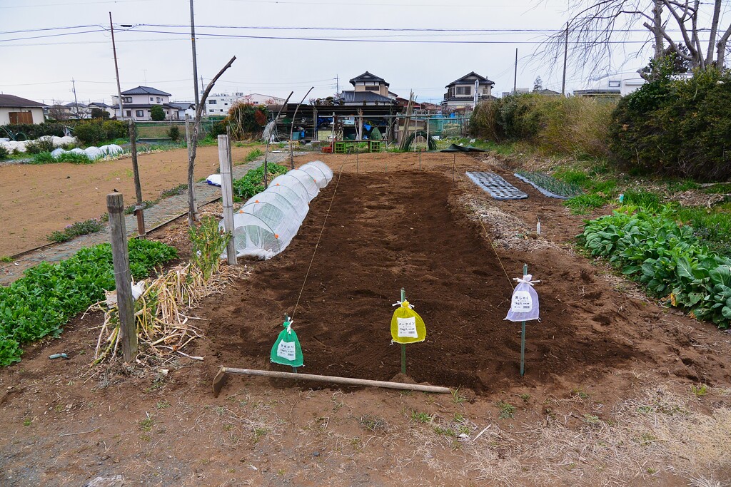 2025年3月15日ジャガイモ植え込み  (土入れ整地終了)