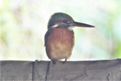 .用水路・カワセミ♀若