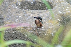 カワセミ♂若鳥.