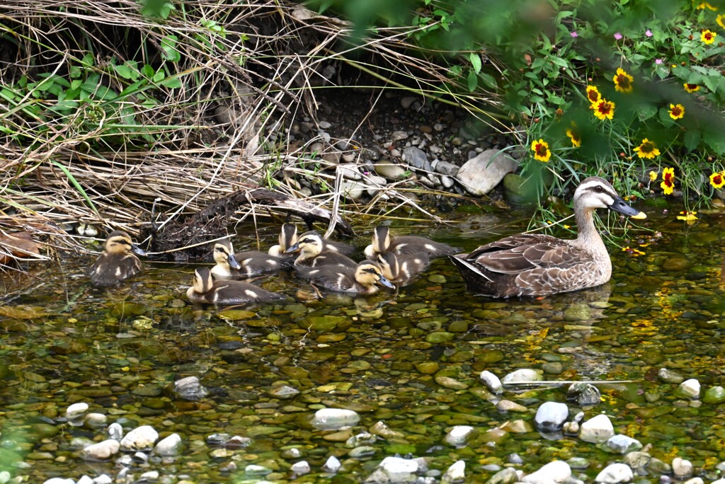 K川・下流域、「動かないで！！」何かの危険が去るまで待機命令