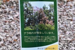 H山はナラ枯れではげ山と化するのか・・