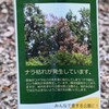 H山はナラ枯れではげ山と化するのか・・