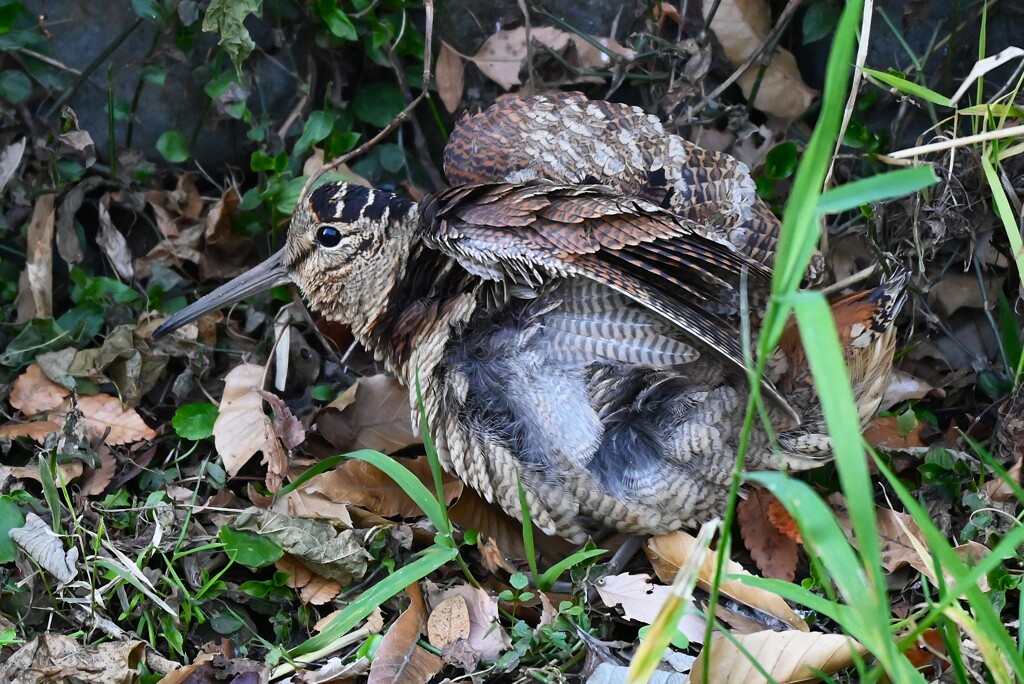 都内S川・タシギに続き初見初撮りのヤマシギ 