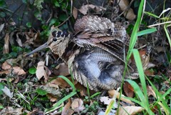 都内S川・タシギに続き初見初撮りのヤマシギ 