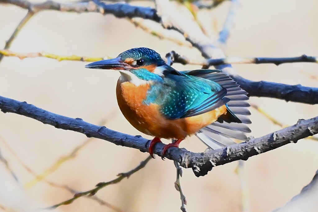 K川中流域・伸びをするカワセミ♂若