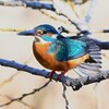 K川中流域・伸びをするカワセミ♂若
