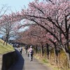 K川沿道・河津桜並木