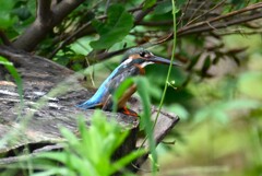 用水路・カワセミ♀ 