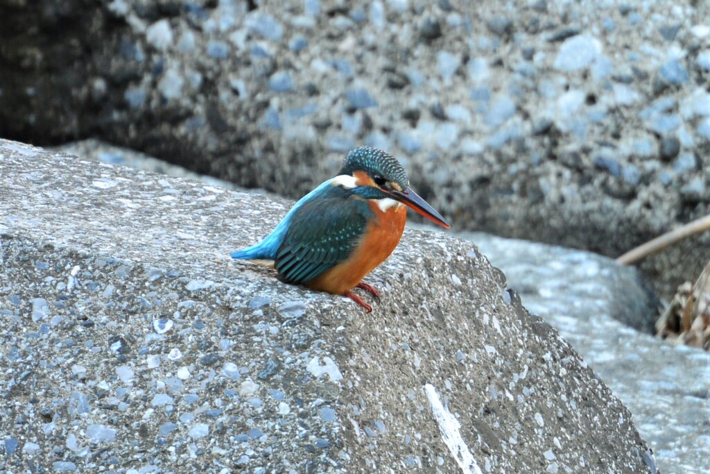 K川・カワセミ♀若