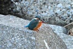 K川・カワセミ♀若