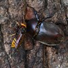 用水路・カブトムシ♀