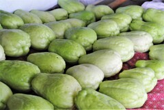 10月16日のハヤトウリ収穫