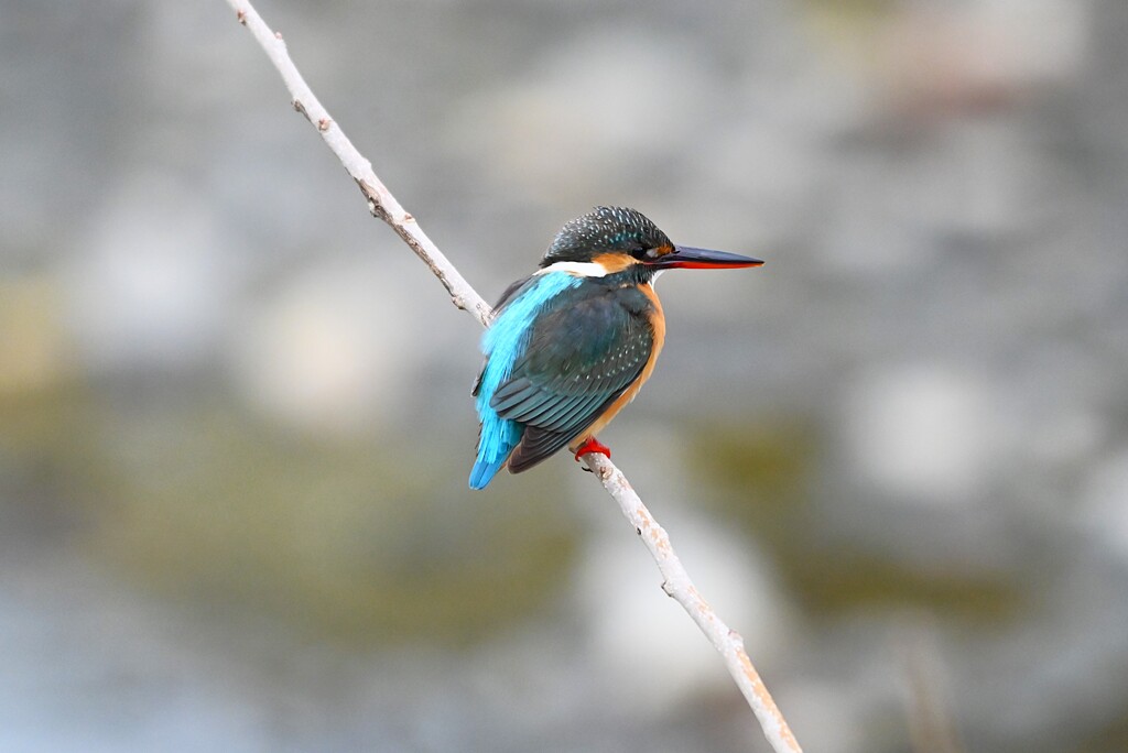 K川下流域・カワセミ♀若 