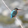 K川下流域・カワセミ♀若 