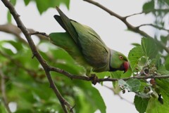 K川・尻尾の無いワカケホンセイインコ