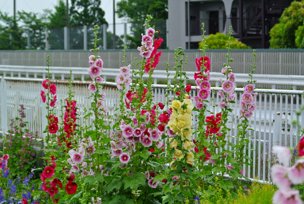 K川・珍しい黄色いタチアオイ