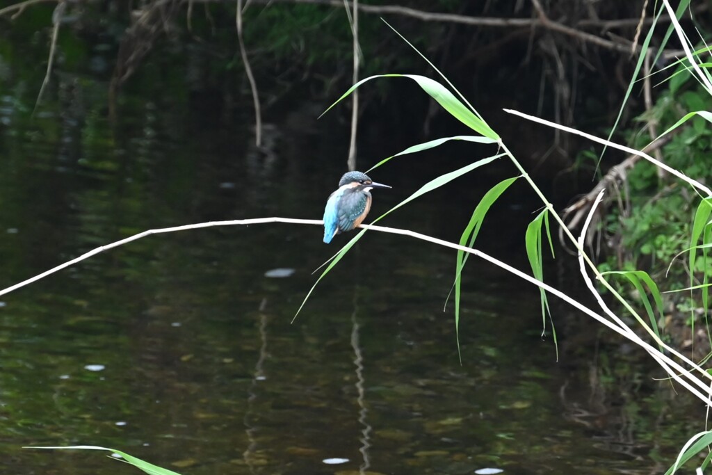 K川・カワセミ♂幼鳥