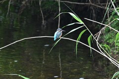 K川・カワセミ♂幼鳥