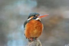 カワセミ♀
