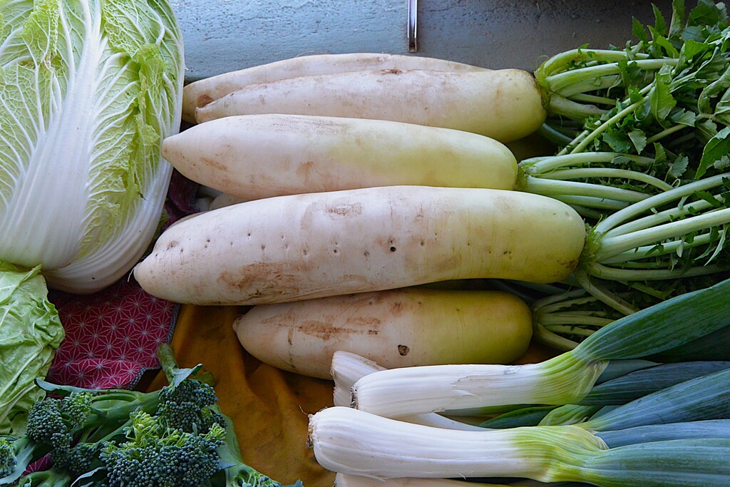 菜園・ダイコン（おでん娘）