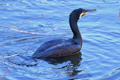 Ｋ川中流域・久しぶりに見るカワウ