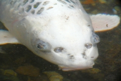 人面魚の目は鼻だった！