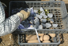 菜園・ジャガイモ植え付け作業