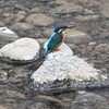 K川・カワセミ♀戻った流れを見つめ・・ 