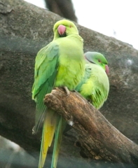 今季もペアでワカケホンセイインコ