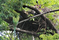 カラスひなの給餌を見つめるワカケホンセイインコ